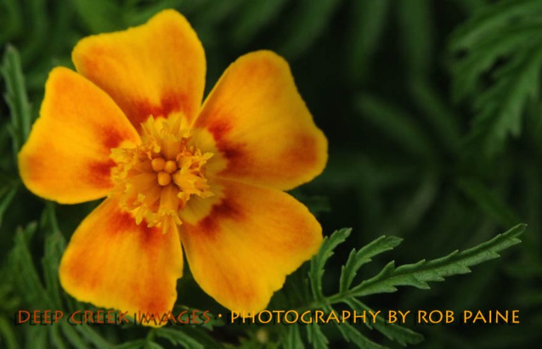  Photo by Rob Paine/Deep Creek Images/Copyright 2015