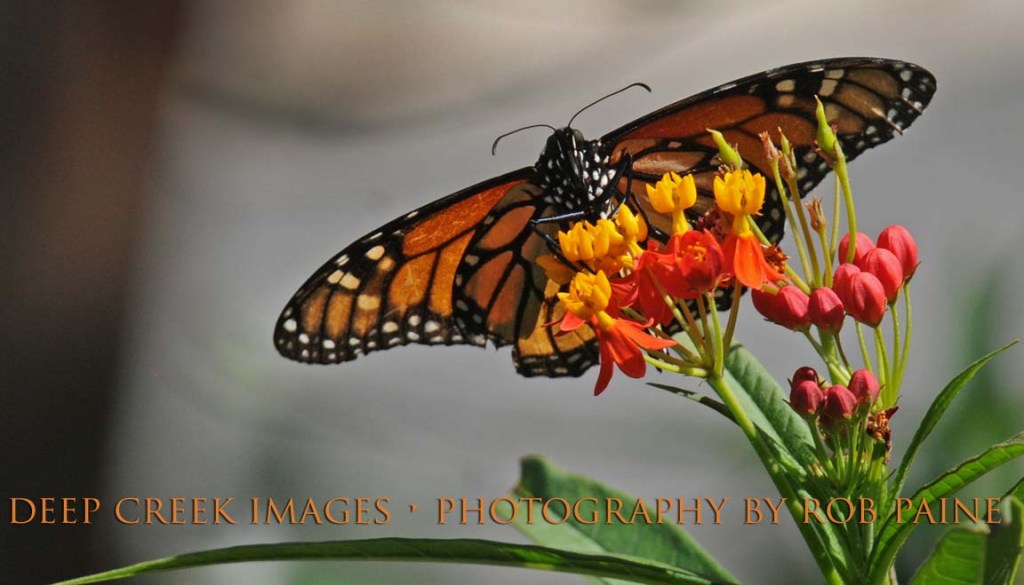  Photo by Rob Paine/Deep Creek Images/Copyright 2015