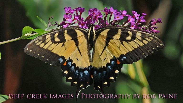  Photo by Rob Paine/Deep Creek Images/Copyright 2015