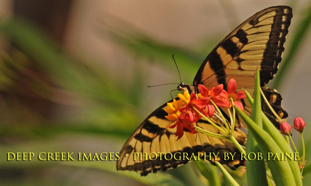  Photo by Rob Paine/Deep Creek Images/Copyright 2015