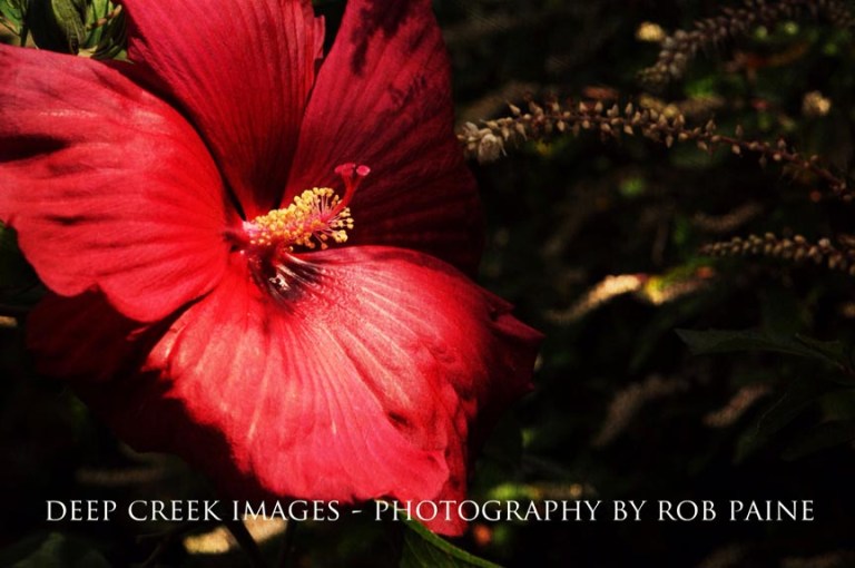  Photo by Rob Paine/Deep Creek Images/Copyright 2015