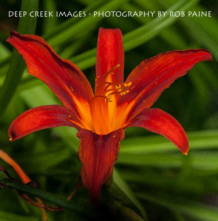  Photo by Rob Paine/Deep Creek Images/Copyright 2015