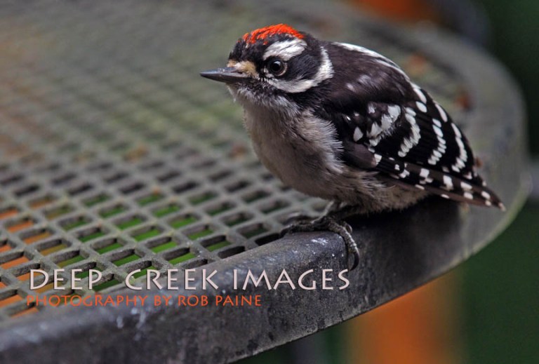  Photo by Rob Paine/Deep Creek Images/Copyright 2015