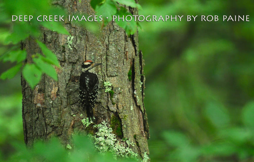  Photo by Rob Paine/Deep Creek Images/Copyright 2015 