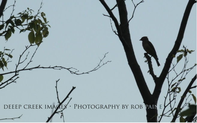  Photo by Rob Paine/Deep Creek Images/Copyright 2015