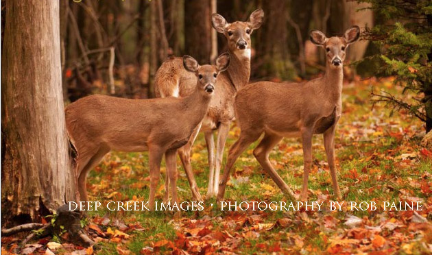 Photo by Rob Paine/Deep Creek Images/Copyright 2014