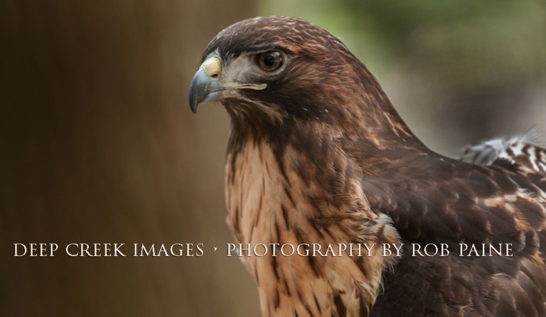  Photo by Rob Paine/Deep Creek Images/Copyright 2015