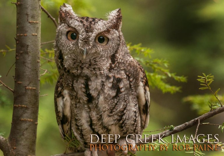  Photo by Rob Paine/Deep Creek Images/Copyright 2015