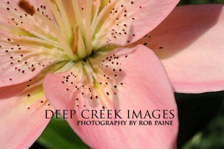  Photo by Rob Paine/Deep Creek Images/Copyright 2015