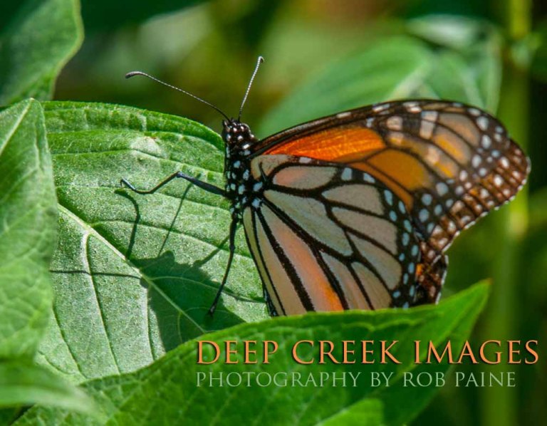  Photo by Rob Paine/Deep Creek Images/Copyright 2015