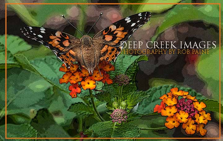  Photo by Rob Paine/Deep Creek Images/Copyright 2015