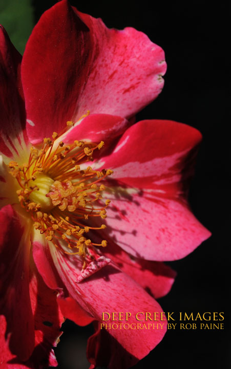  Photo by Rob Paine/Deep Creek Images/Copyright 2015