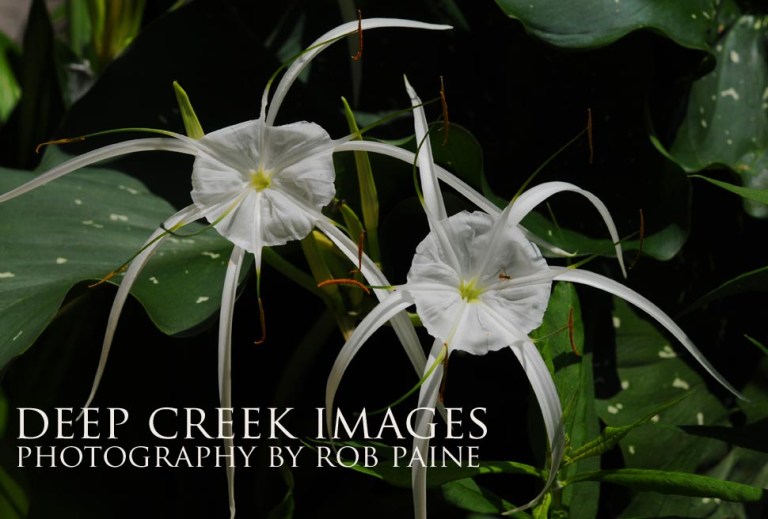  Photo by Rob Paine/Deep Creek Images/Copyright 2015