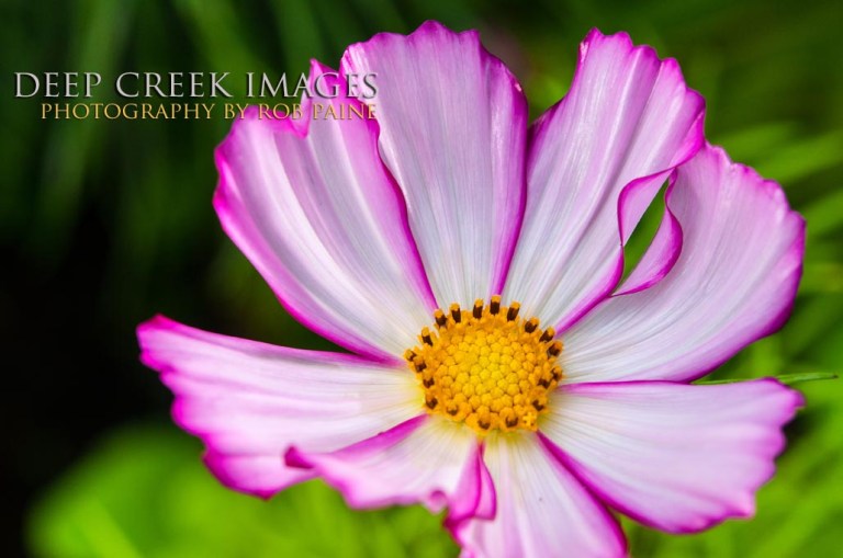   Photo by Rob Paine/Deep Creek Images/Copyright 2015