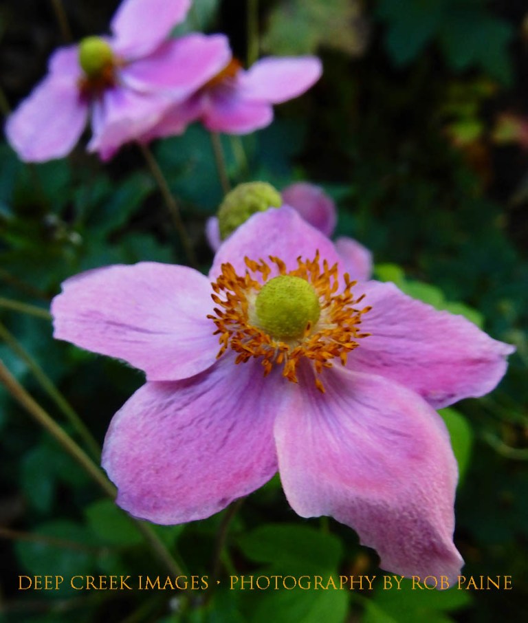   Photo by Rob Paine/Deep Creek Images/Copyright 2015