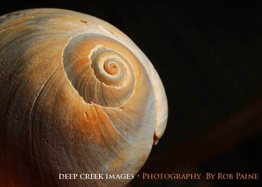   Photo by Rob Paine/Deep Creek Images/Copyright 2015