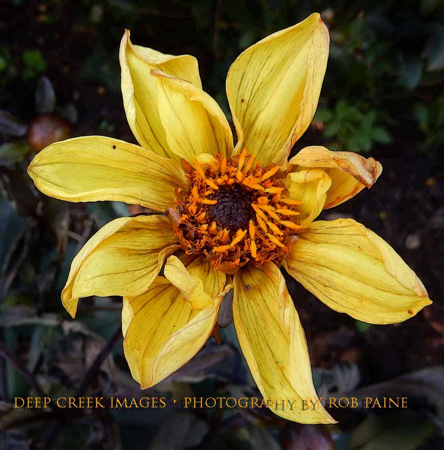 Photo by Rob Paine/Deep Creek Images/Copyright 2015