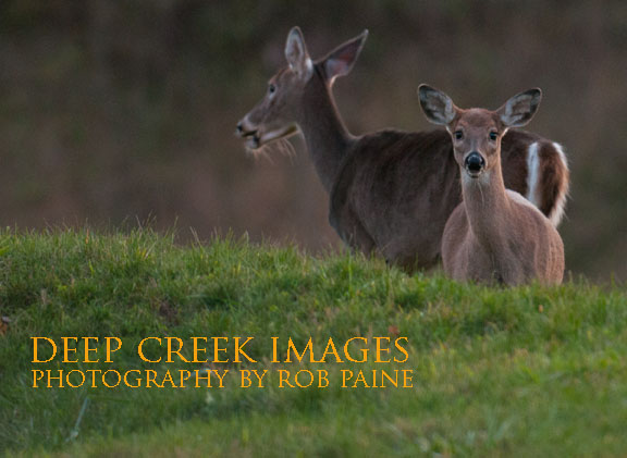  Photo by Rob Paine/Deep Creek Images/Copyright 2015