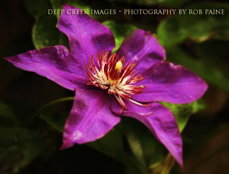 Photo by Rob Paine/Deep Creek Images/Copyright 2015