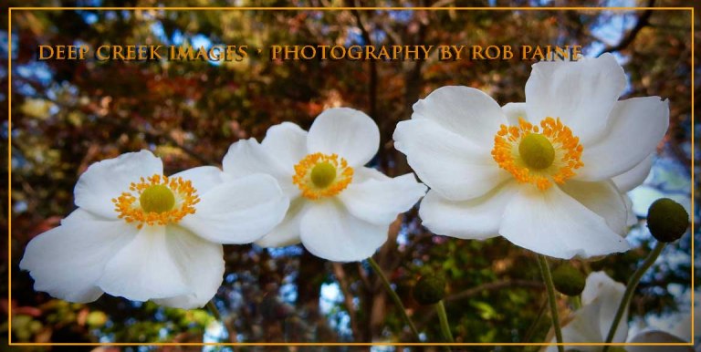  Photo by Rob Paine/Deep Creek Images/Copyright 2015