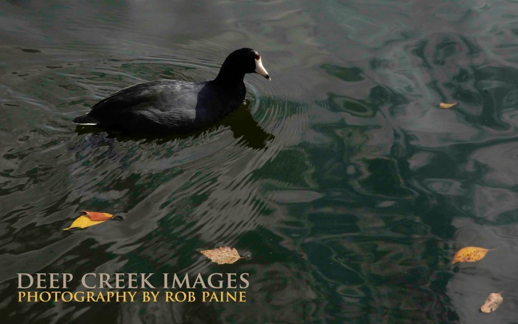   Photo by Rob Paine/Deep Creek Images/Copyright 2015