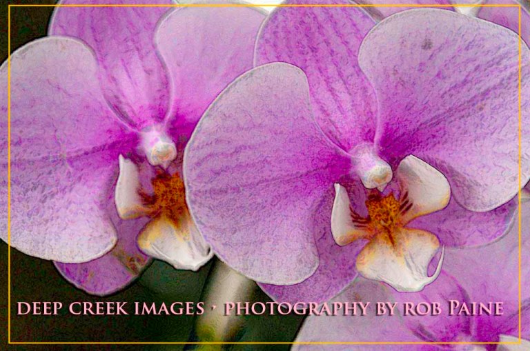 Photo by Rob Paine/Deep Creek Images/Copyright 2015