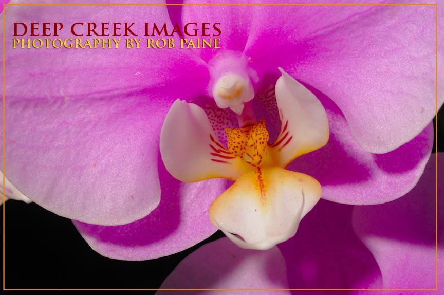  Photo by Rob Paine/Deep Creek Images/Copyright 2015