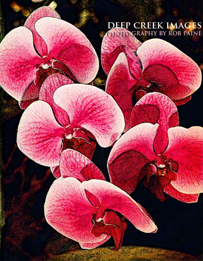   Photo by Rob Paine/Deep Creek Images/Copyright 2015