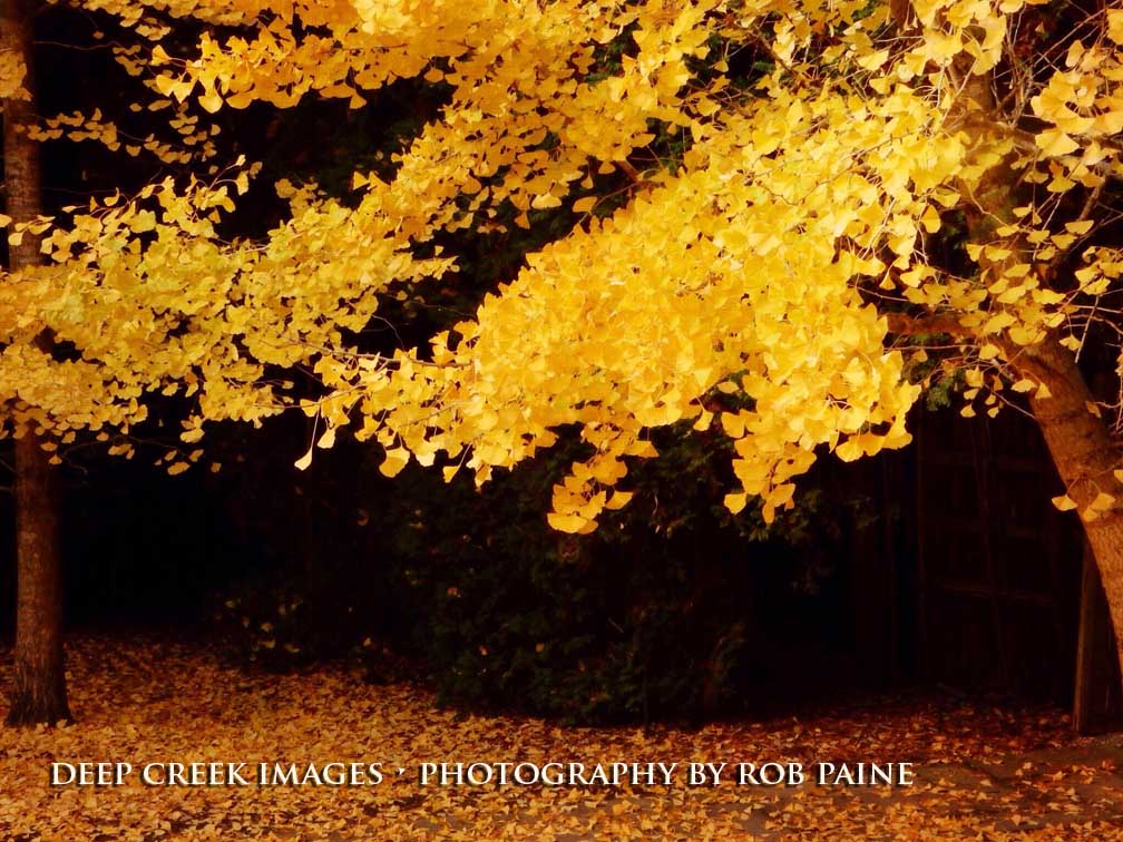 Photo by Rob Paine/Deep Creek Images/Copyright 2015