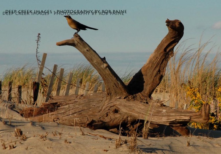  Photo by Rob Paine/Deep Creek Images/Copyright 2015