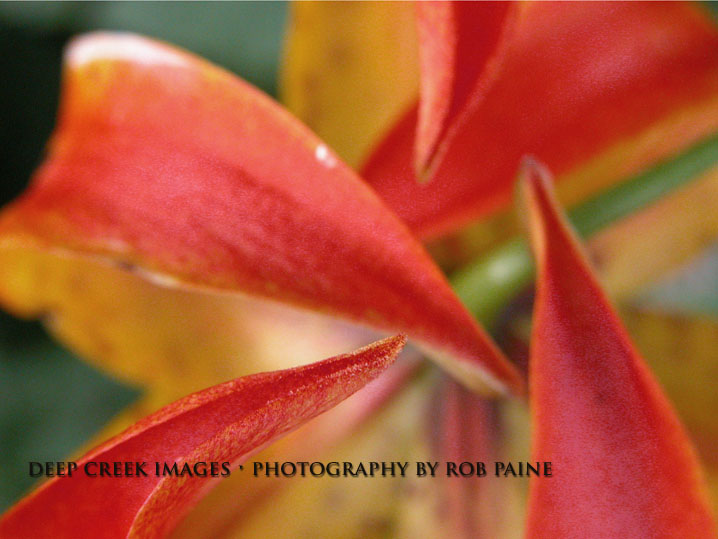   Photo by Rob Paine/Deep Creek Images/Copyright 2015