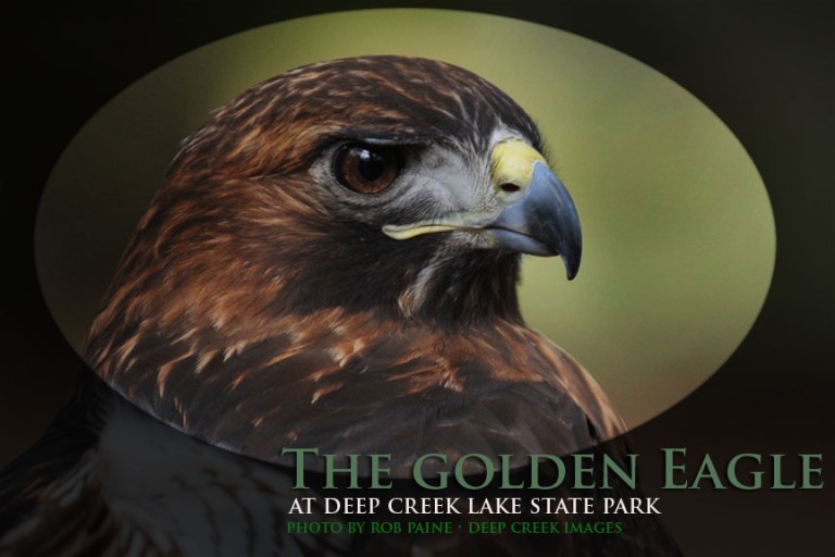  Photo by Rob Paine/Deep Creek Images/Copyright 2015