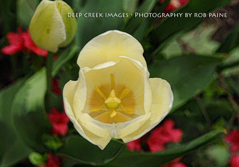  Photo by Rob Paine/Deep Creek Images/Copyright 2016