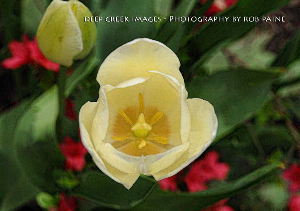  Photo by Rob Paine/Deep Creek Images/Copyright 2016