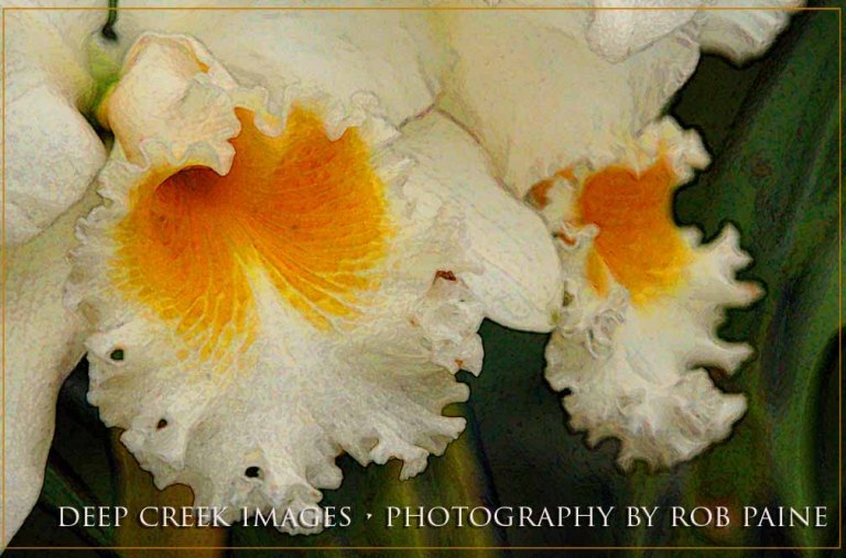   Photo by Rob Paine/Deep Creek Images/Copyright 2015