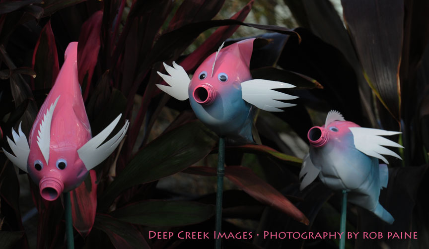  Photo by Rob Paine/Deep Creek Images/Copyright 2015