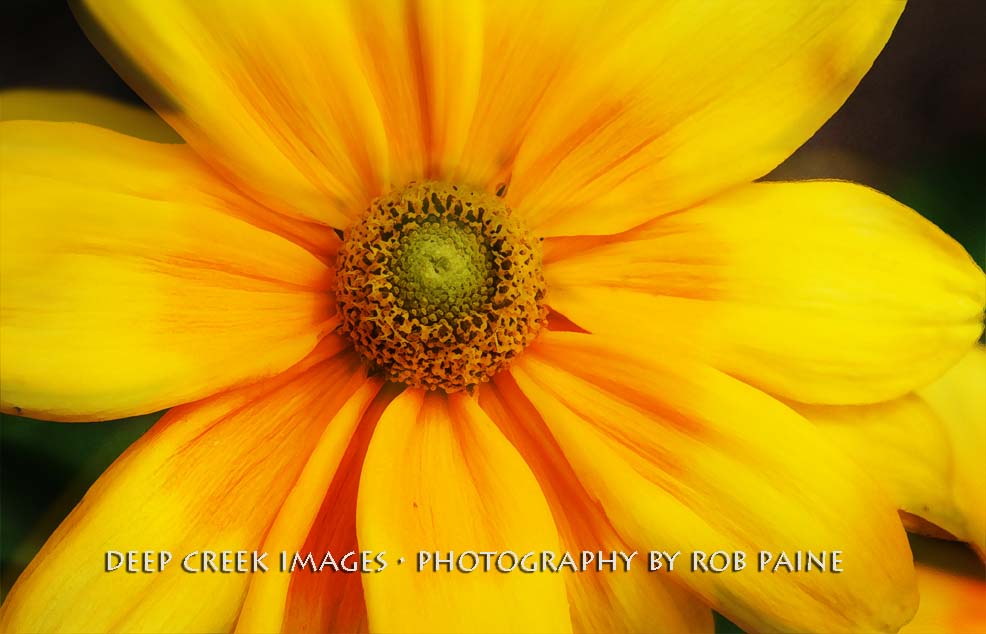  Photo by Rob Paine/Deep Creek Images/Copyright 2016