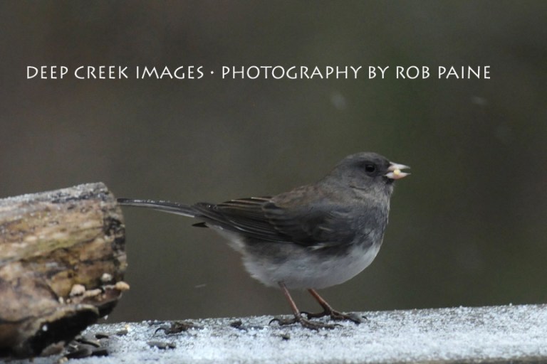 Photo by Rob Paine/Deep Creek Images/Copyright 2016