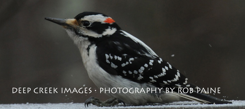  Photo by Rob Paine/Deep Creek Images/Copyright 2016