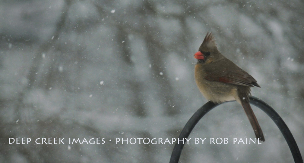  Photo by Rob Paine/Deep Creek Images/Copyright 2016