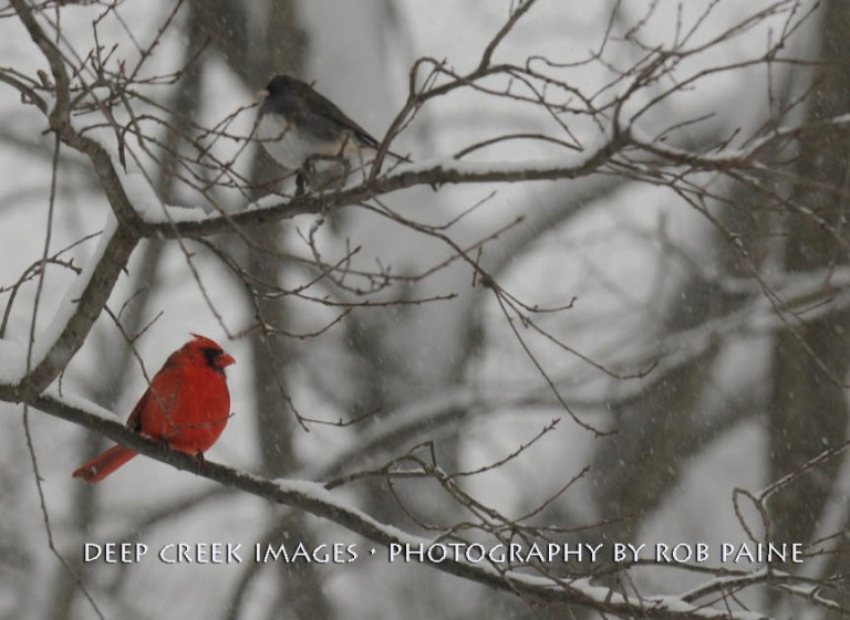  Photo by Rob Paine/Deep Creek Images/Copyright 2016
