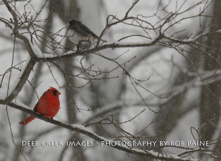  Photo by Rob Paine/Deep Creek Images/Copyright 2016