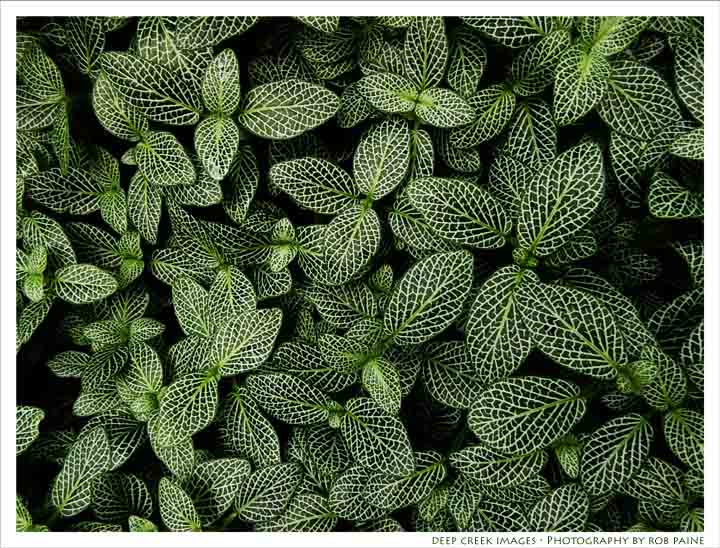  Photo by Rob Paine/Deep Creek Images/Copyright 2016