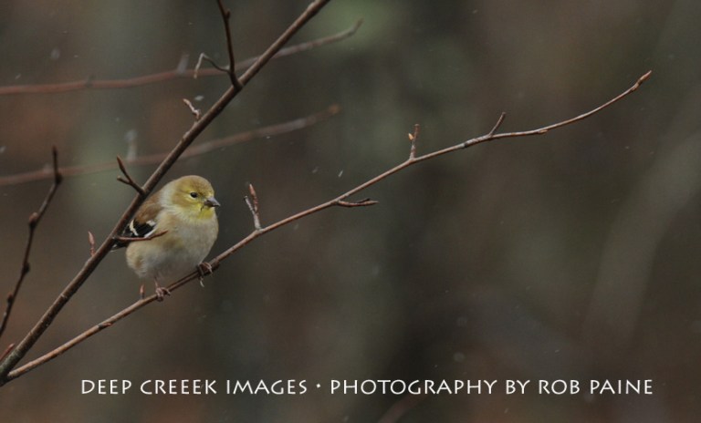  Photo by Rob Paine/Deep Creek Images/Copyright 2016
