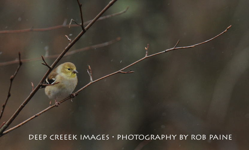  Photo by Rob Paine/Deep Creek Images/Copyright 2016