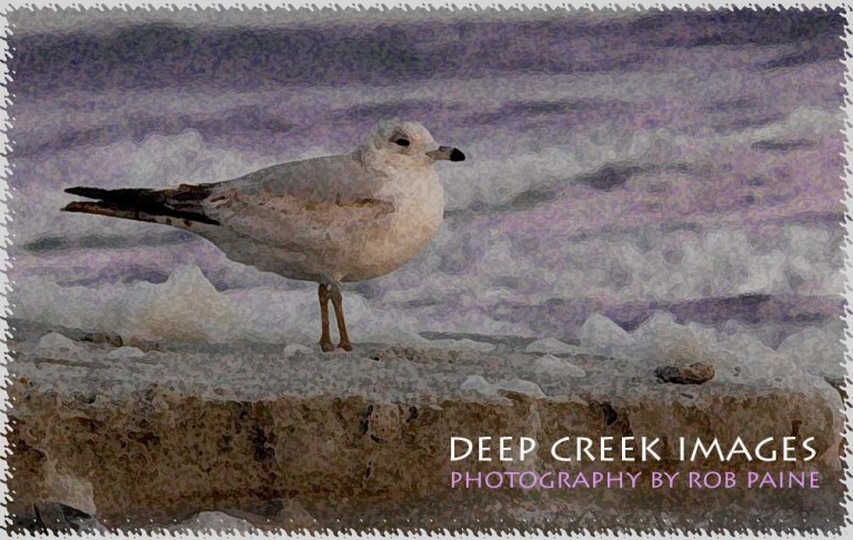  Photo by Rob Paine/Deep Creek Images/Copyright 2016