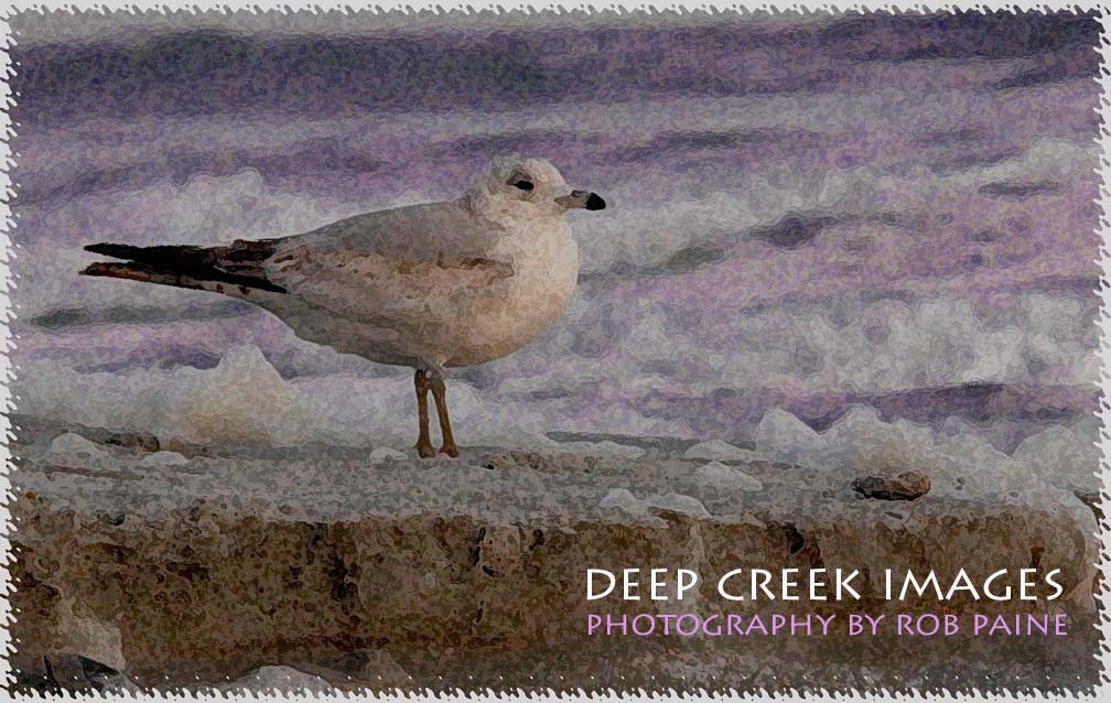  Photo by Rob Paine/Deep Creek Images/Copyright 2016