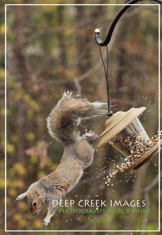  Photo by Rob Paine/Deep Creek Images/Copyright 2014