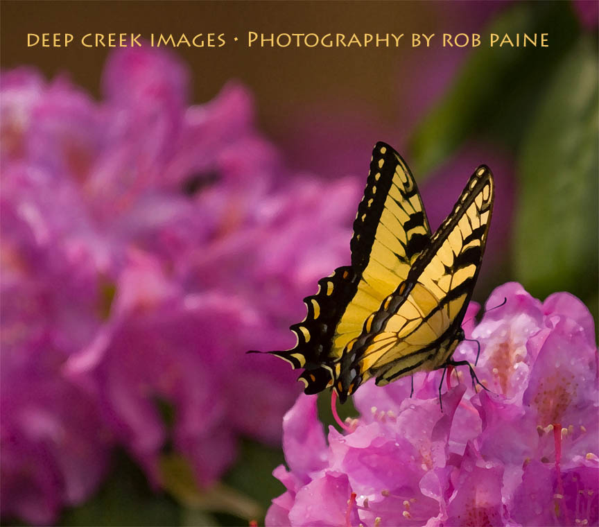  Photo by Rob Paine/Deep Creek Images/Copyright 2016