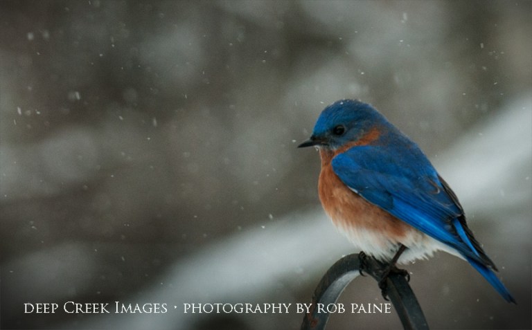  Photo by Rob Paine/Deep Creek Images/Copyright 2016